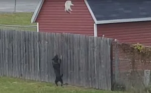 Harry Houdini Of Cats Escapes Chasing Dog