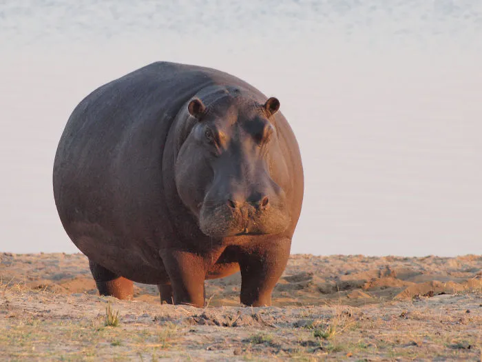 #hippoawareness