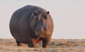 #hippoawareness