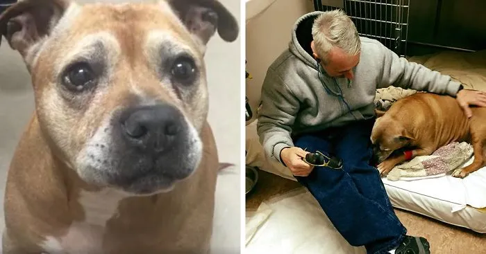 Homeless Man Can't Afford His Senior Dog's Life-Saving Treatment, So This Stranger Covers It In Full