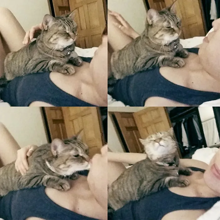 How To Get Your Cat To Like You More