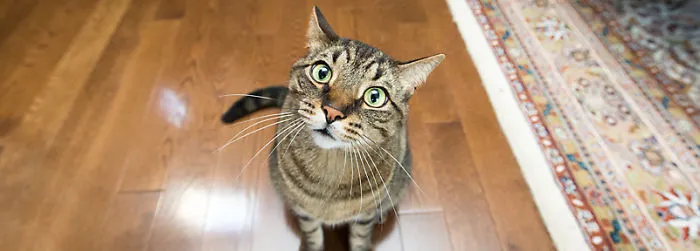 How To Get Your Cat To Stop Liking You So Much