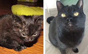 Batman The Cat Had A Rough Start Of His Life But Now Lives A Happy Life