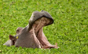 I Documented Many Faces Of The Wild Kenyan Animals