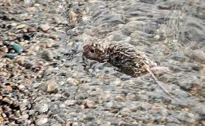 I Documented The Struggles Of A Little Mouse In Cold Water