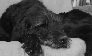 I Took These Photos Of My Dog Griffin Two Days Before He Died