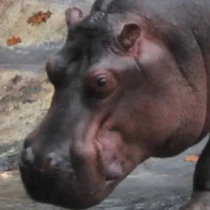 Bored Hippo
