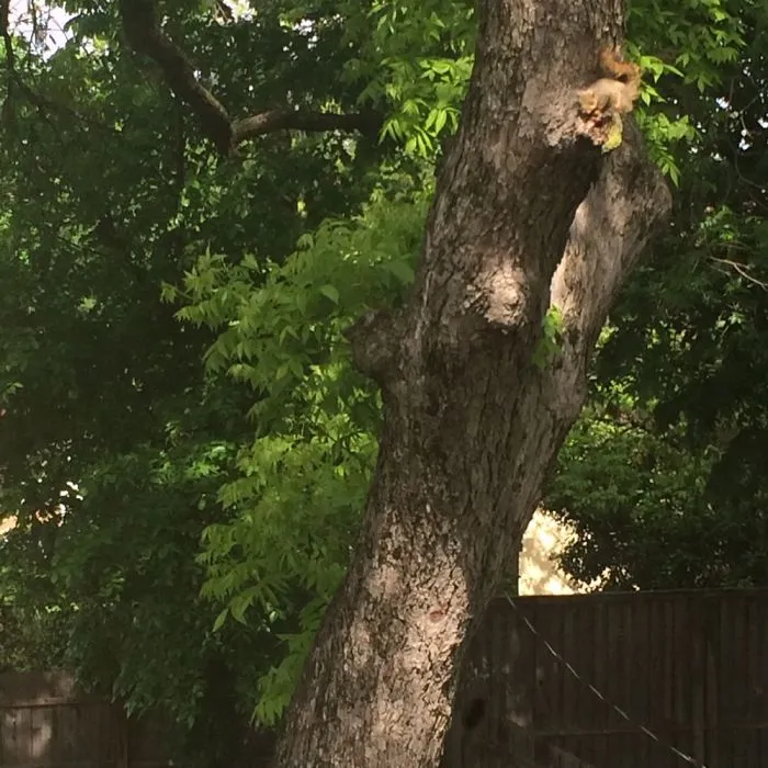 My View With Harold The Squirrel