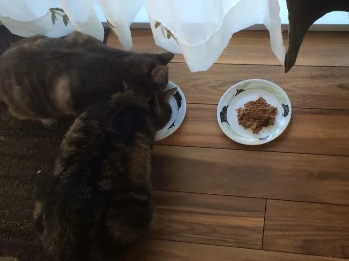 I Have 2 Lefty Cats...