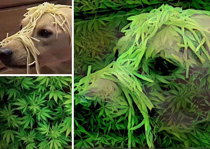 Man Combines Random People's Photos Using Neural Networks And The Results Are Amazing