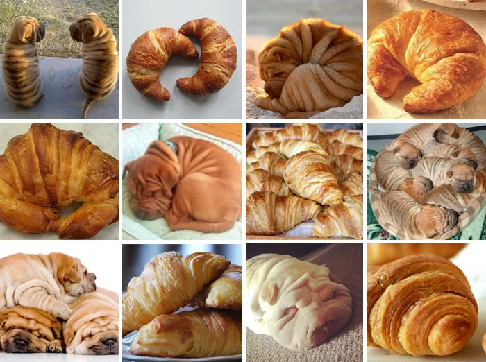 Shar-Pei Or Croissant