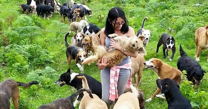 Land of the Strays in Costa Rica Is Heaven On Earth For Stray Dogs