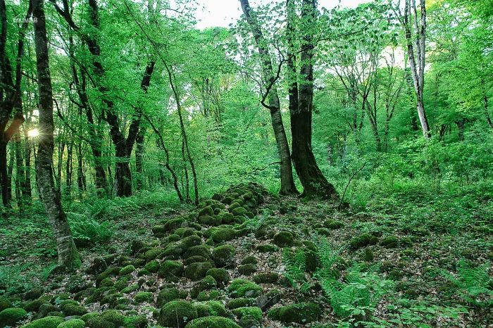 Lagodekhi Protected Areas