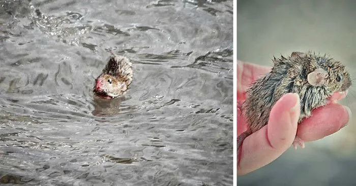 I Documented The Struggles Of A Little Mouse In Cold Water
