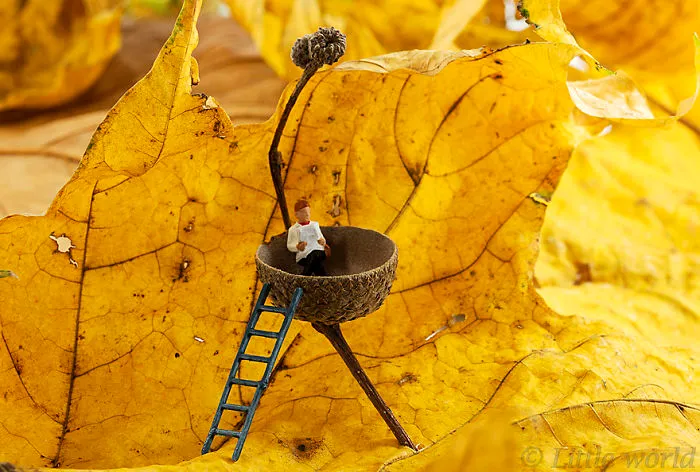 Acorn Rest