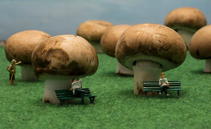 Mushroom Forest