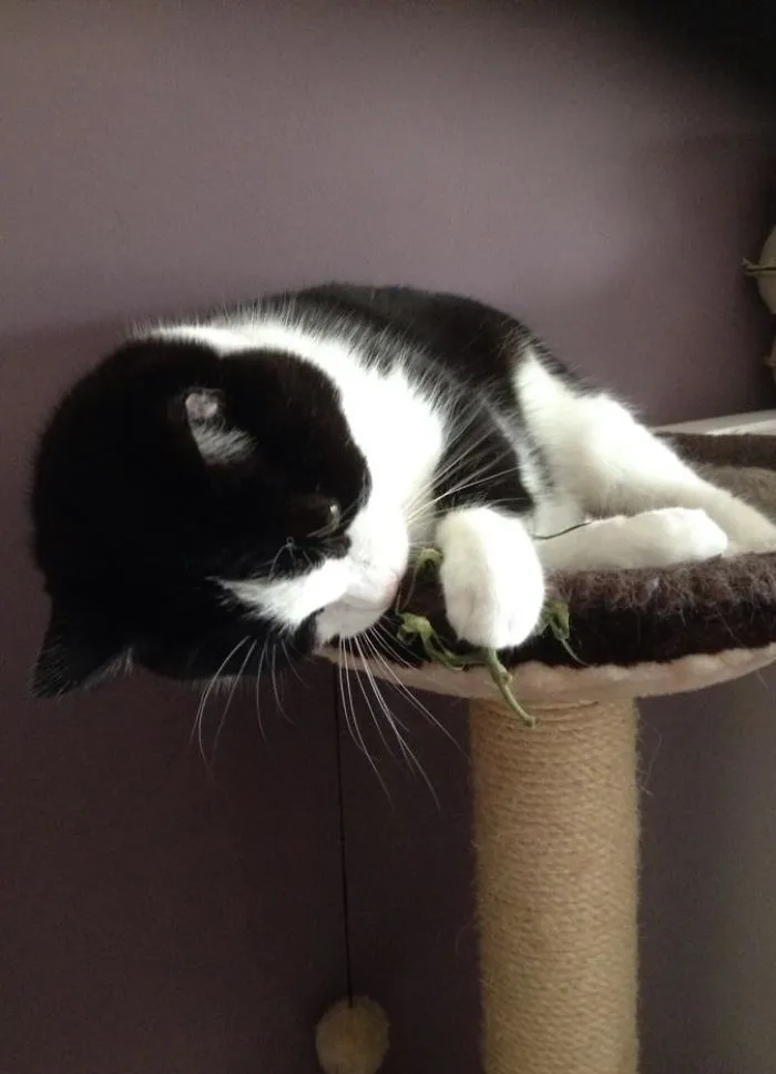Has So Many Toys... Rather Plays With A Tomato Stem
