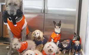 Man Devotes His Life To Adopting Old Dogs Who Can't Find Forever Homes