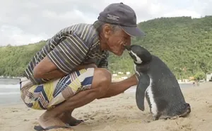 Penguin Swims 8,000KM Every Year To See The Man Who Saved His Life