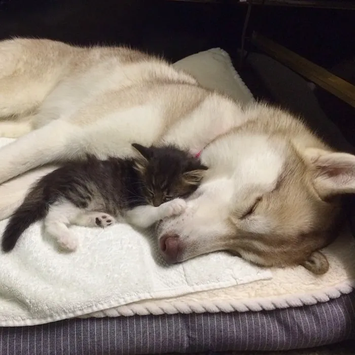Meet Rosie, The Cat Raised By Huskies