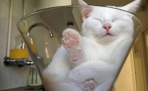 Meet Zappa, Our Liquid 'Bowling' Cat