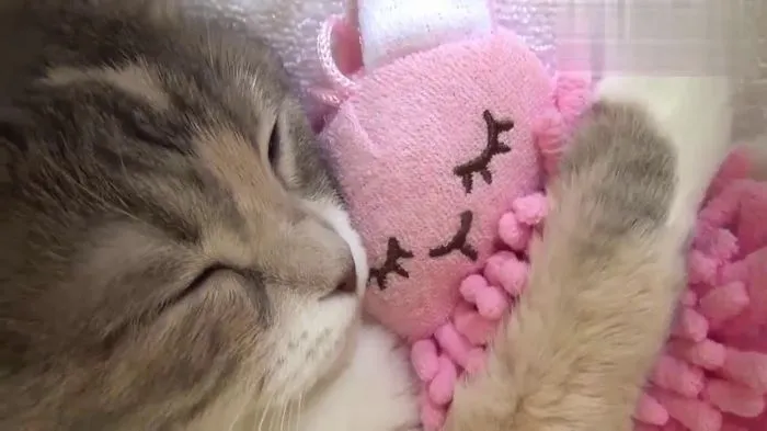 Mimi Kitten With Her Pink Friend