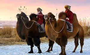 Moments From Camel Race From Silver Reeds Winter Festival In Mongolia