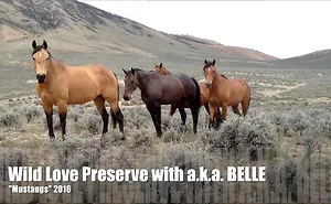 Mustangs Music Video To Save Idaho Wild Horses