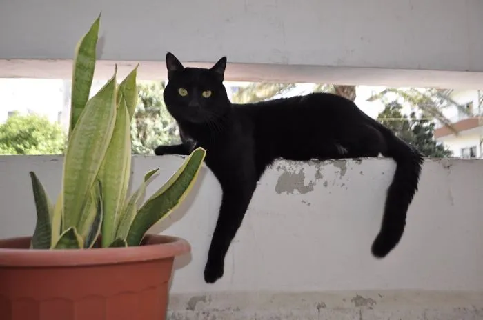 My Cat Is A Model!