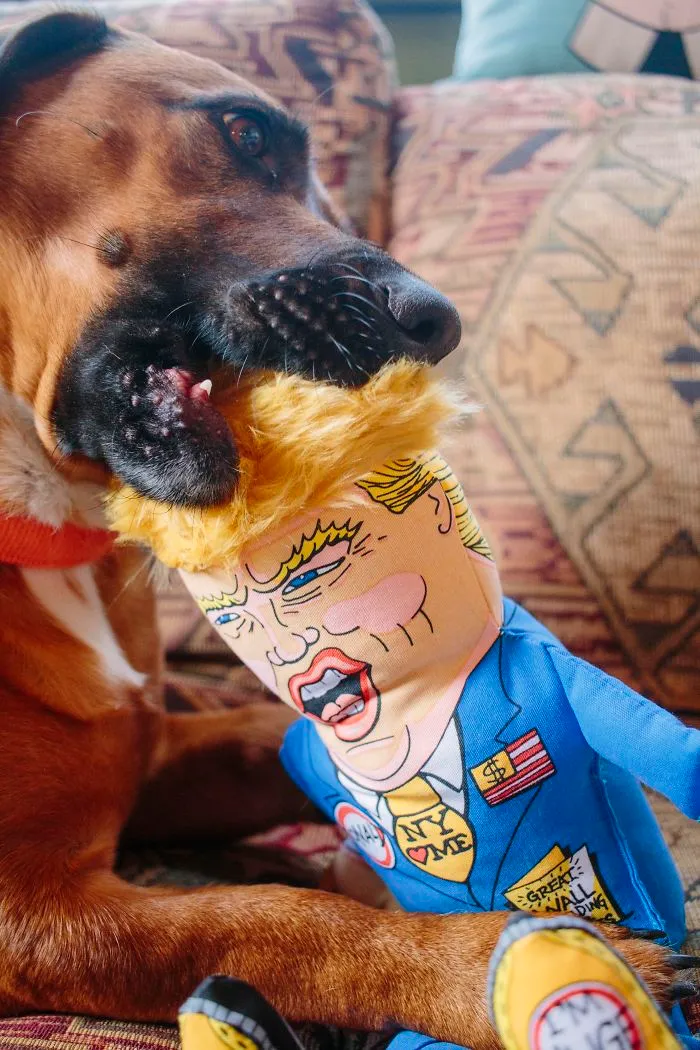 My Dog Roughing Up Donald!