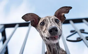 My Greyhound And I Have Set Out To Change The Destiny That This Breed Suffers In Spain