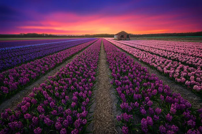 67 Reasons Why You Should Visit The Netherlands, My Homeland