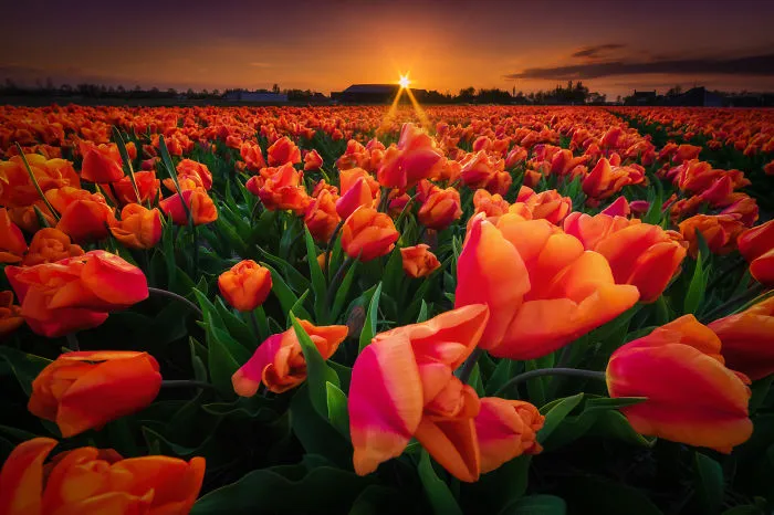 67 Reasons Why You Should Visit The Netherlands, My Homeland