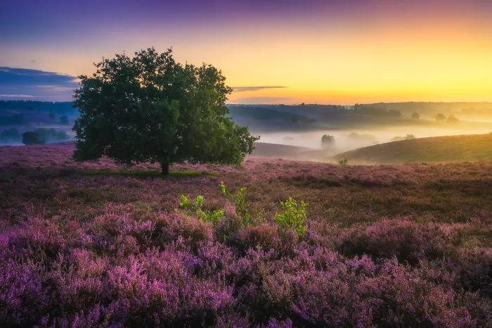 67 Reasons Why You Should Visit The Netherlands, My Homeland