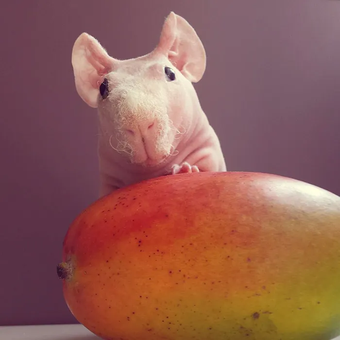 Naked Guinea Pig Poses With His Favorite Food