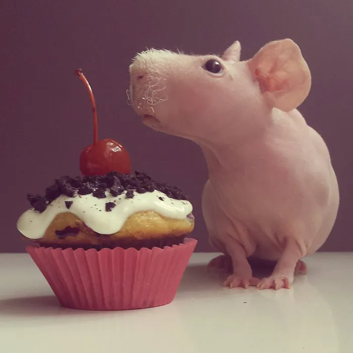 Naked Guinea Pig Poses With His Favorite Food