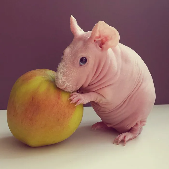 Naked Guinea Pig Poses With His Favorite Food