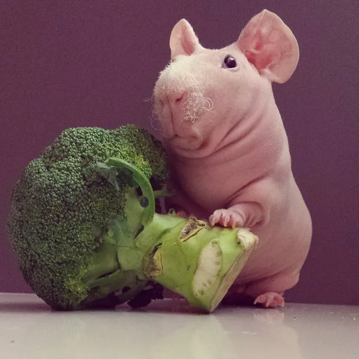 Naked Guinea Pig Poses With His Favorite Food