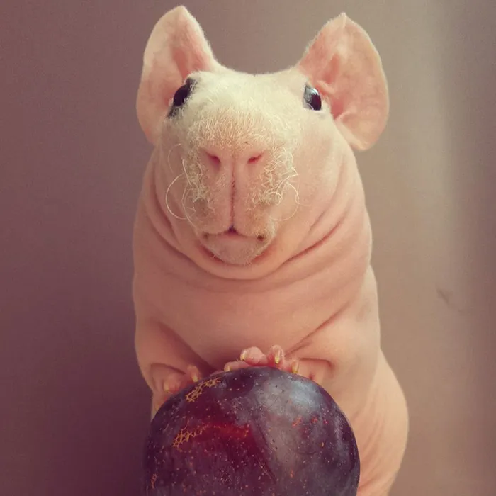 Naked Guinea Pig Poses With His Favorite Food