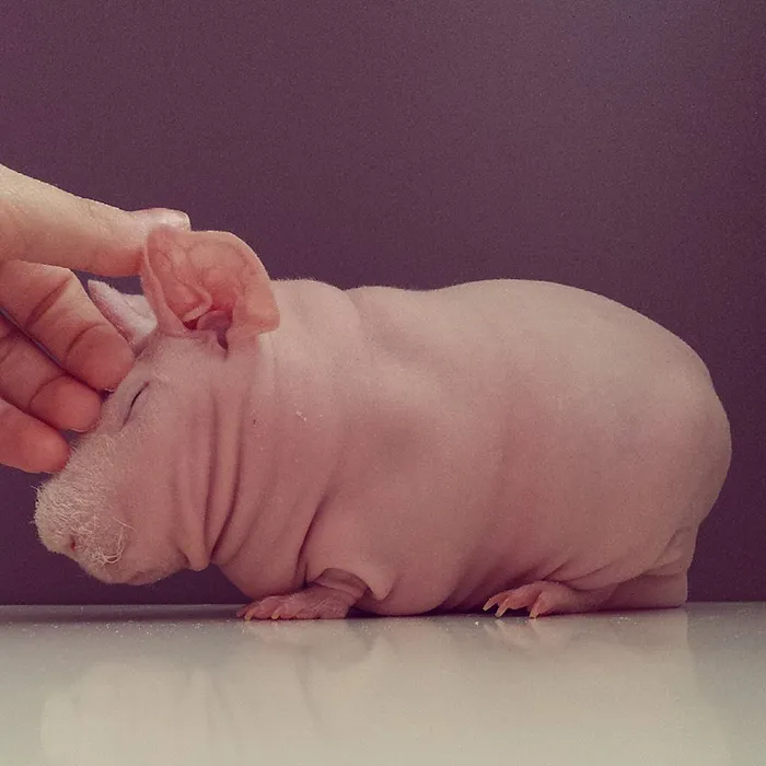 Naked Guinea Pig Poses With His Favorite Food