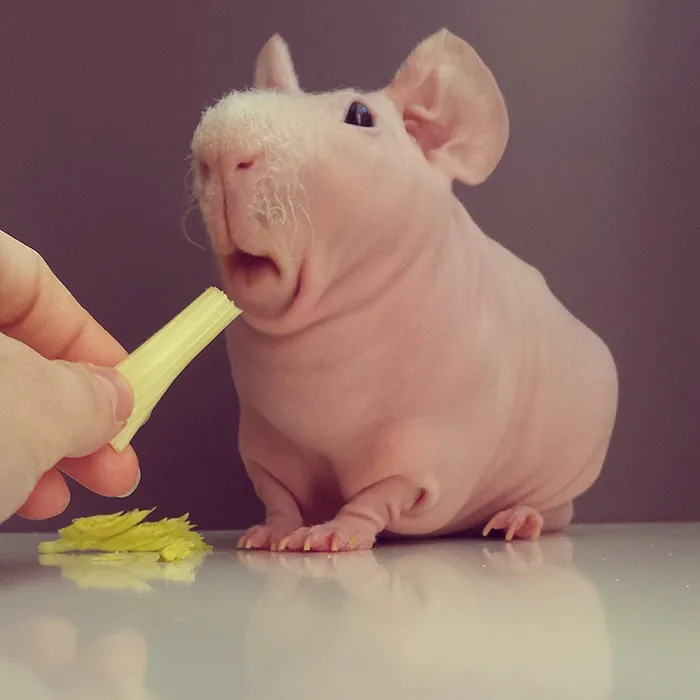 Naked Guinea Pig Poses With His Favorite Food