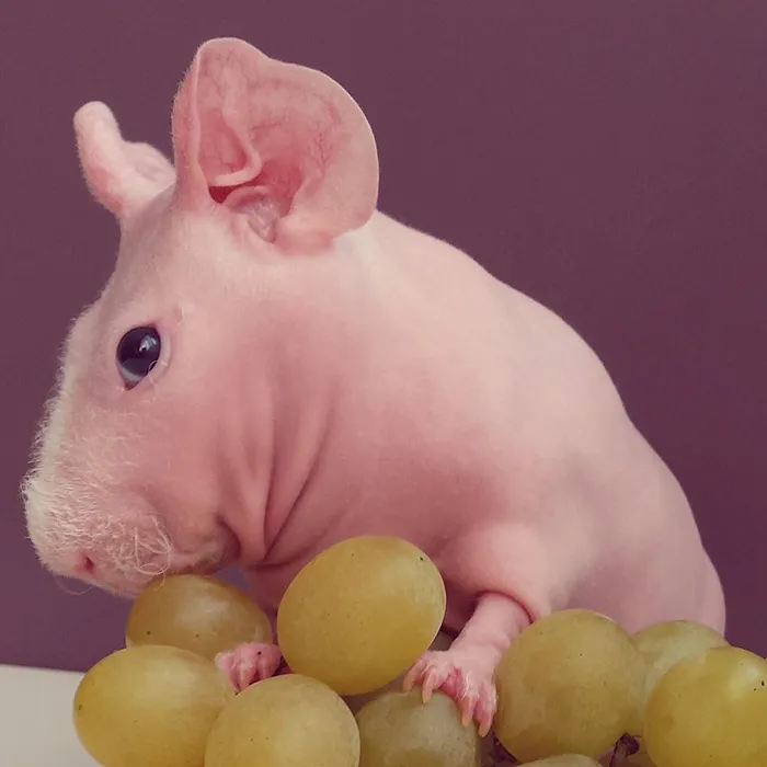 Naked Guinea Pig Poses With His Favorite Food