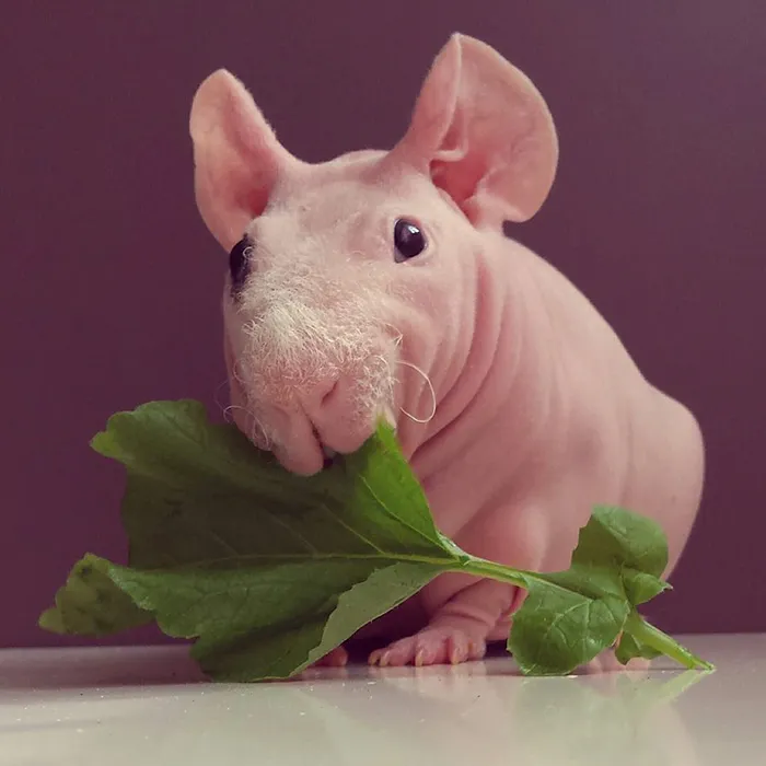 Naked Guinea Pig Poses With His Favorite Food