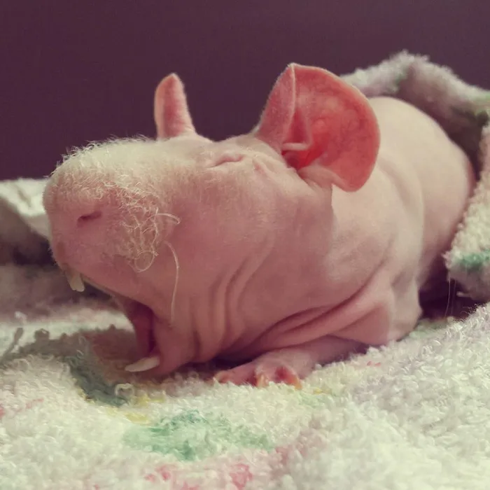 Naked Guinea Pig Poses With His Favorite Food