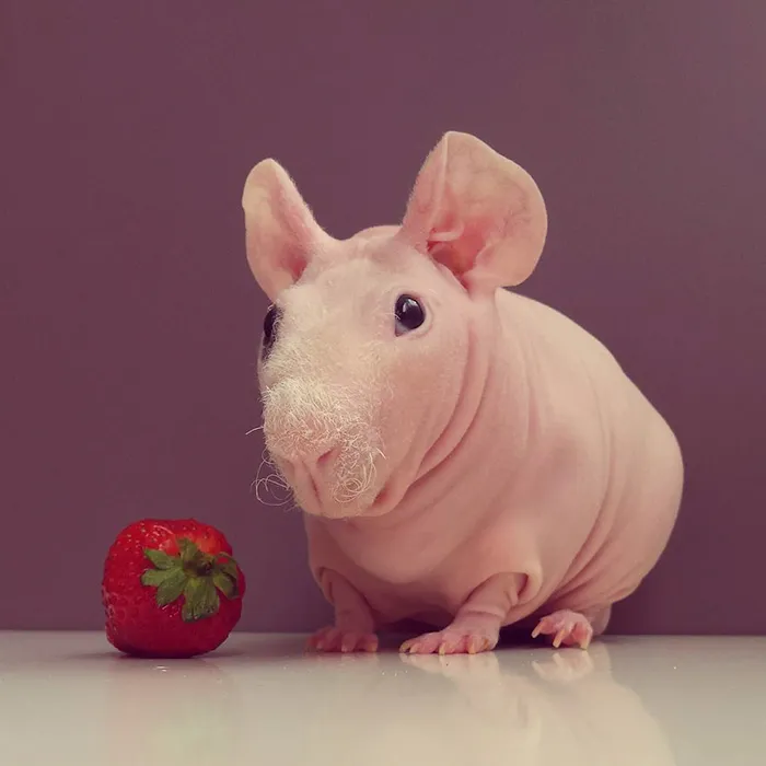 Naked Guinea Pig Poses With His Favorite Food