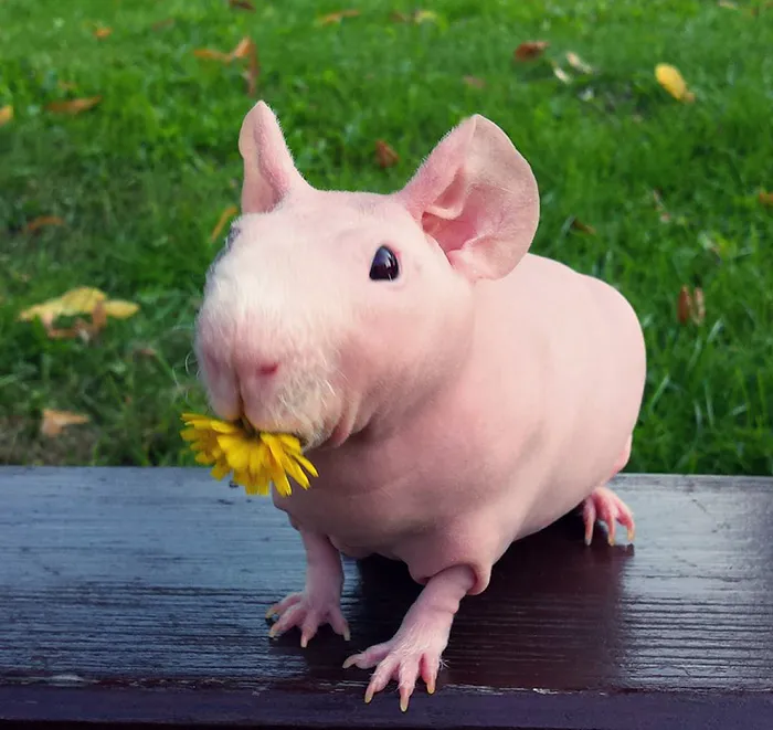 Naked Guinea Pig Poses With His Favorite Food