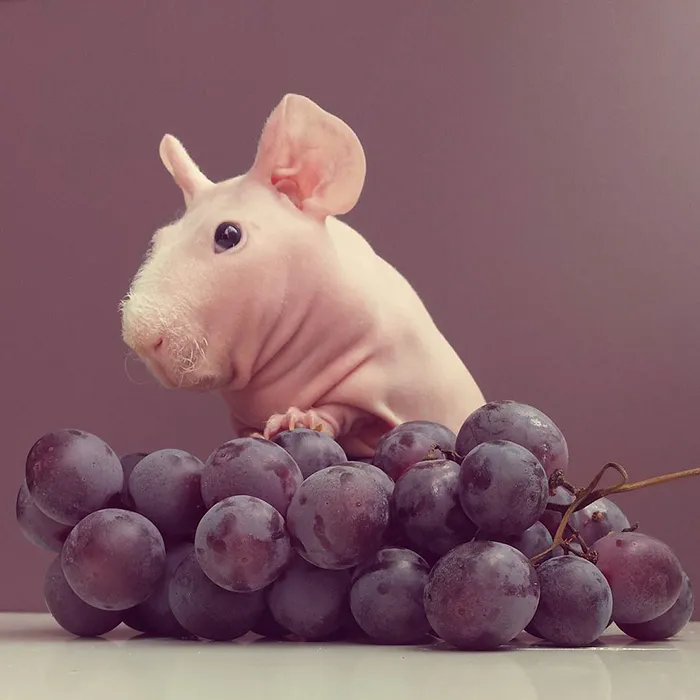 Naked Guinea Pig Poses With His Favorite Food