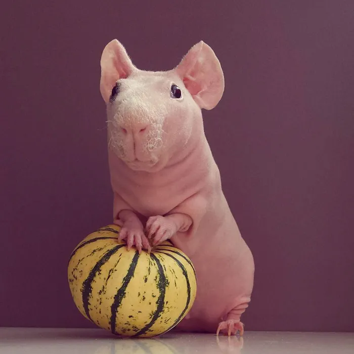 Naked Guinea Pig Poses With His Favorite Food