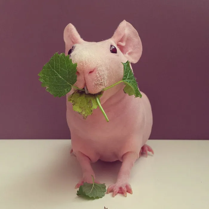 Naked Guinea Pig Poses With His Favorite Food
