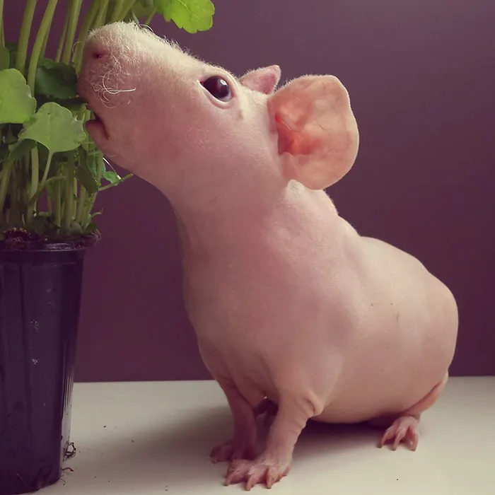 Naked Guinea Pig Poses With His Favorite Food